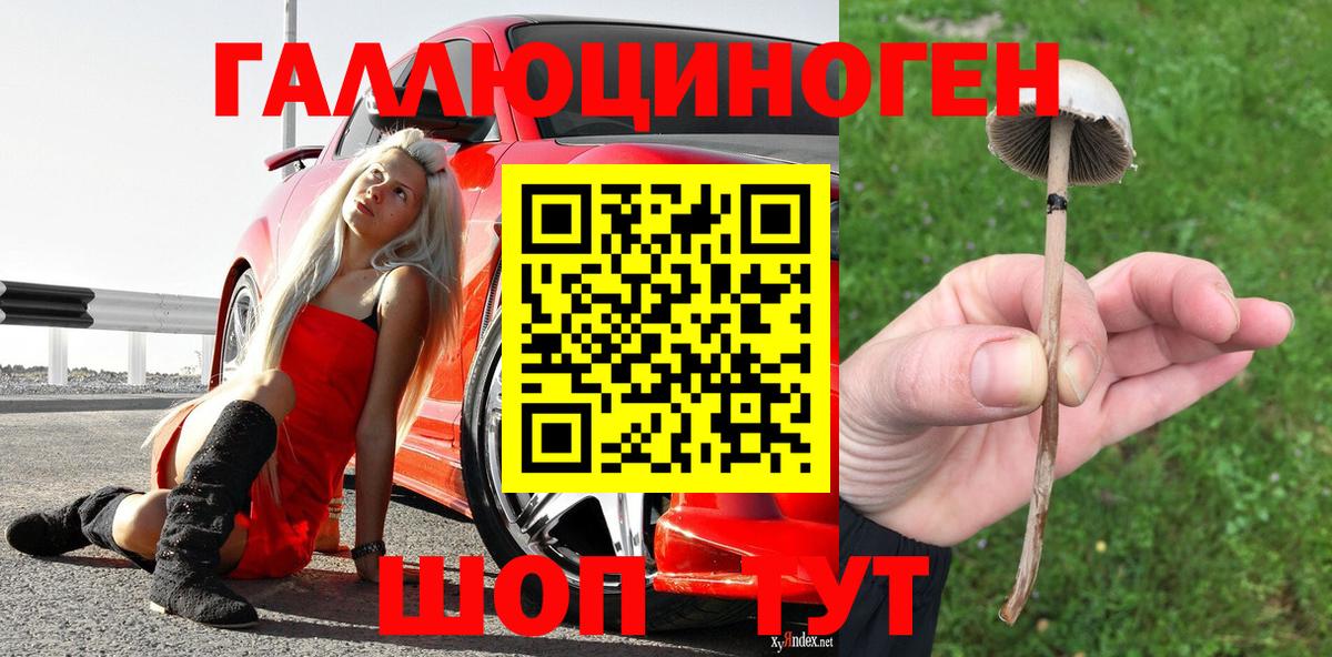 Галлюциногенные грибы Psilocybe Мурино
